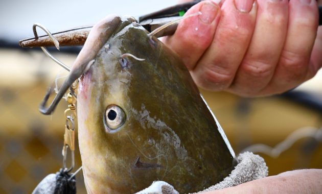 Jenis budidaya ikan lele